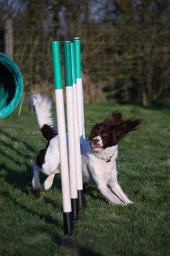 Working type english springer spaniel pet gundog agility weaving Stock Photos