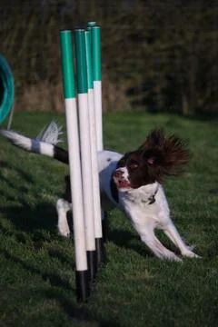 Working type english springer spaniel pet gundog agility weaving Stock Photos