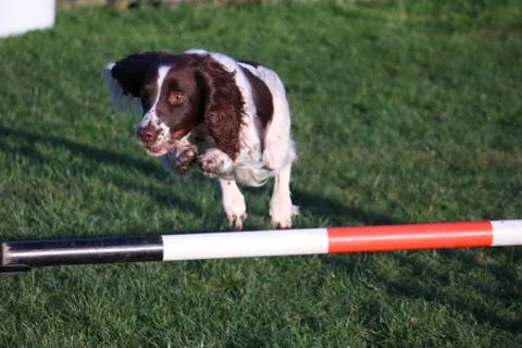Working type english springer spaniel pet gundog jumping an agility jump Stock Photos