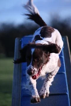 Working type english springer spaniel pet gundog doing agility Stock Photos