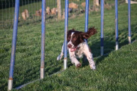 Working type english springer spaniel pet gundog agility weaving Stock Photos