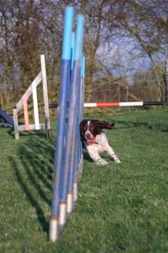 Working type english springer spaniel pet gundog agility weaving Stock Photos