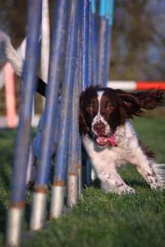 Working type english springer spaniel pet gundog agility weaving Stock Photos