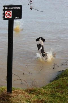 Working type english springer spaniel pet gundog jumping into water Foto stock