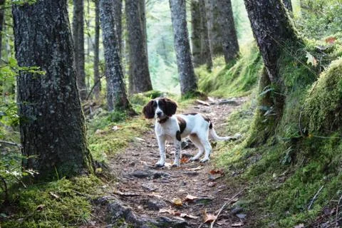 Working type english springer spaniel stood in a wood Stock Photos