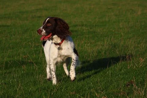 A working type english springer spaniel pet gundog waiting patiently on a sho Stock Photos