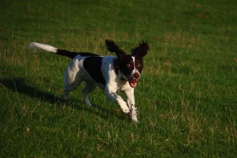 Working type english springer spaniel pet gundog running on a shoot Stock Photos