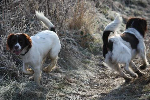 Working type liver and white english springer spaniel pet gundog Stock Photos