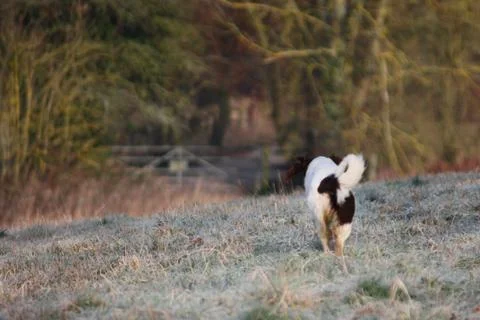Working type liver and white english springer spaniel pet gundog Stock Photos