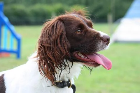 Working type liver and white english springer spaniel pet gundog Stock Photos