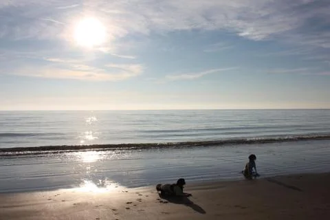 Working type springer spaniel pet gundog lying on a sandy beach at sunset Stock Photos