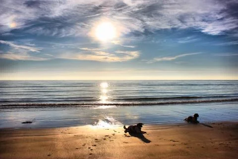 Working type springer spaniel pet gundog lying on a sandy beach at sunset Stock Photos