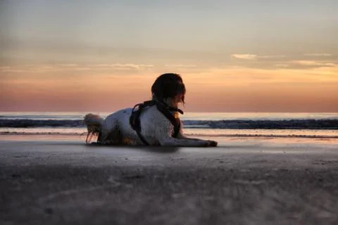 Working type springer spaniel pet gundog lying on a sandy beach at sunset Stock-Fotos