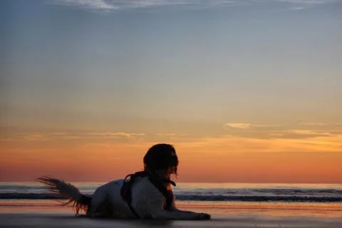 Working type springer spaniel pet gundog lying on a sandy beach at sunset Stock Photos