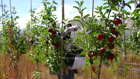 Working under the sun, Tibet fruit farmers, Stock-Footage 243079039