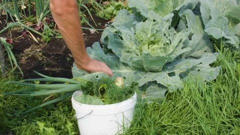 Working On Vegetables Bed Video stock 82531272
