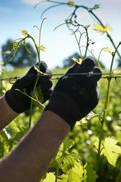 Working on a vine Stock Photos