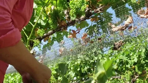 Working at a vineyard with grapes Stock Footage 140949020