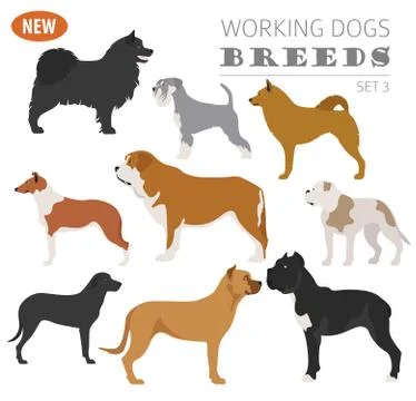 Working, watching dog breeds,  set icon isolated on white . Flat style Stock Illustration