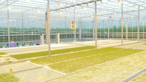 Working worker in greenhouse Stock Footage 73817676