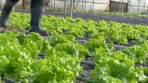 Working worker in greenhouse Stock Footage 76372588