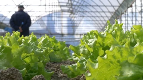 Working worker in greenhouse Stock-Footage 76373715