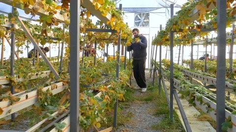 Working worker in greenhouse Stock Footage 76505063