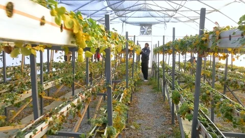 Working worker in greenhouse Stock Footage 76505191