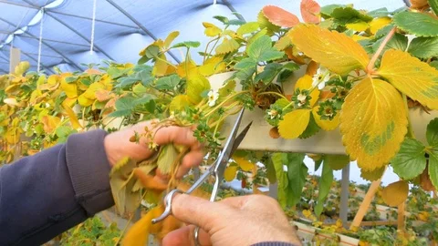 Working worker in greenhouse Stock Footage 76505368