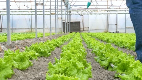 Working worker in greenhouse Stock Footage 76543659