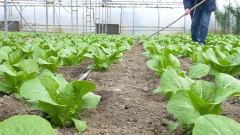 Working worker in greenhouse Stock Footage 76543781