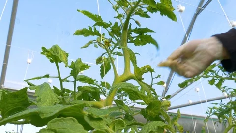 Working worker in greenhouse Stock Footage 76617978