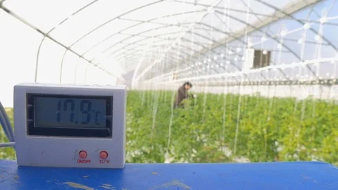 Working worker in greenhouse Stock Footage 76630942