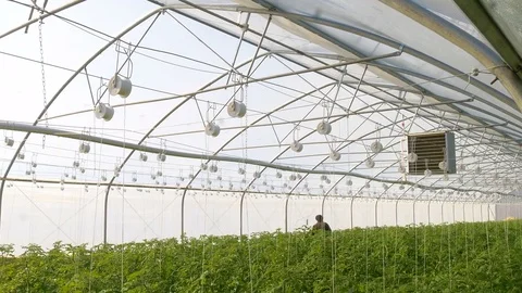 Working worker in greenhouse Stock Footage 76631251