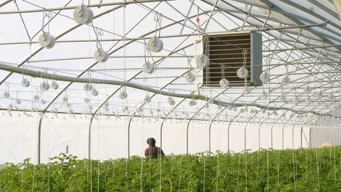Working worker in greenhouse Stock Footage 76631355