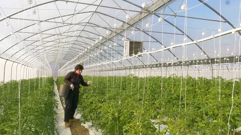 Working worker in greenhouse Stock Footage 76631893