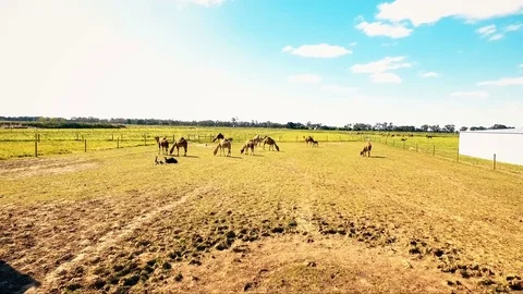 Working yellow farm aerials, barn and buildings from bird's-eye Stock Footage 73429376