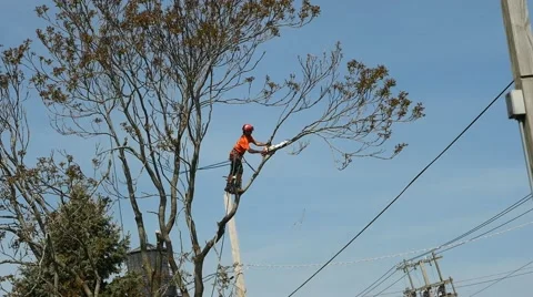 A workman cutting a tree with a chainsaw Stock Footage 63649077