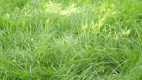 Workman mows the grass gasoline trimmer, close-up Vídeos de archivo 97790714