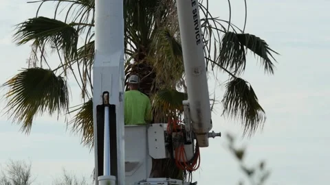 A workman trimming a palm tree from a bucket truck Stock Footage 131973759