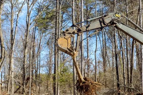 Workmen use an excavator to uproot trees in preparation for construction Stock Photos