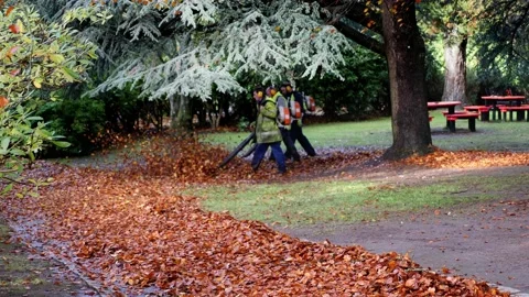 Workmen using leaf blowers to clear leaves off path Stock Footage 164418343
