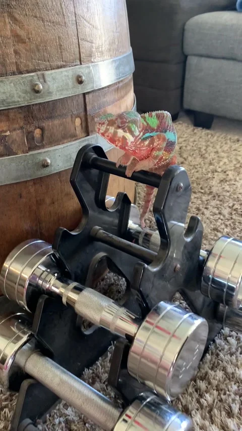 Workout Chameleon Stock Footage 150404588