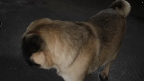 Workout with a pug Stock Footage 160047265