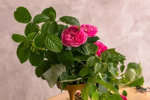 The workplace of the florist to work. Side view. Making floral decorations. F Stock-Fotos