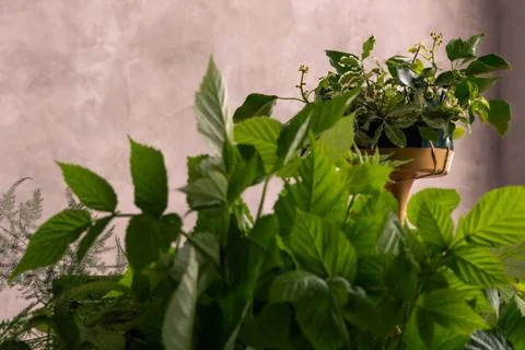 The workplace of the florist to work. Side view. Making floral decorations. F Stock-Fotos