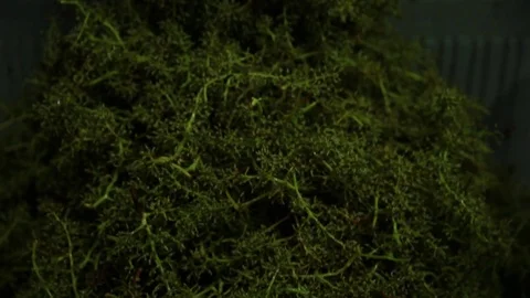 Workshop for cleaning grapes Stock Footage 74119609