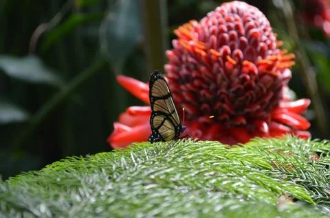 World of the Butterfly 스톡 사진