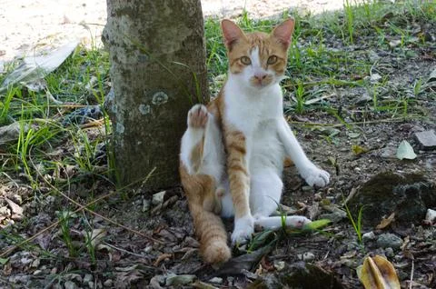 The World of Cats Stock Photos