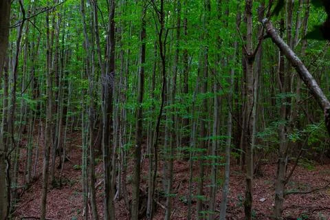 World Environment Day concept background photo. Tall trees in the forest Stock Photos